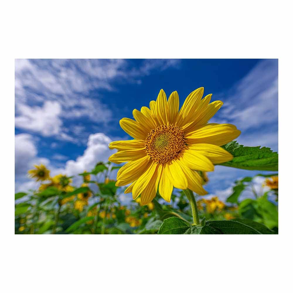 ZAMAEIU Landscape Wall Art Sun-facing blooms Artwork for Walls, Canvas Prints Paintings Room Decor, for Bedroom Kitchen Office Fireplace Wall Decor(yellow)-60x90cm Unframed