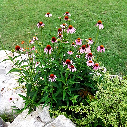 100+ Mix Double Coneflower Seeds Echinacea Flower Perennial Bloom Flowers #TOP2