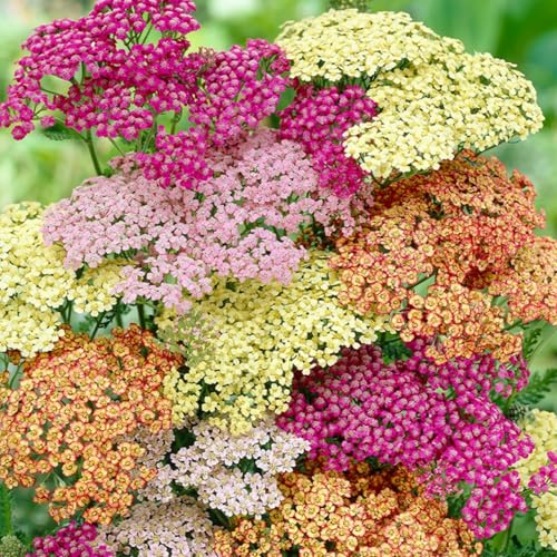 1000+ Yarrow Seeds for Planting - Perennial Achillea Millefolium Cerise Queen Yarrow Garden Flower Seeds