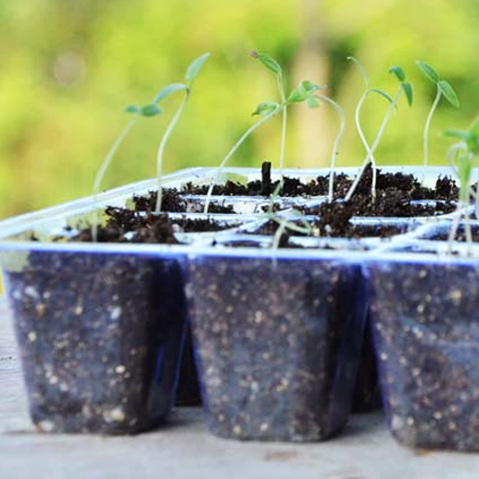 Vassoio per piantine, Set di 8 vassoi per propagatore con Coperchio e Prese d'Aria, Semi Semenzaio Serra 12 Celle Semina Pianta Starter per la Germinazione dei Semi