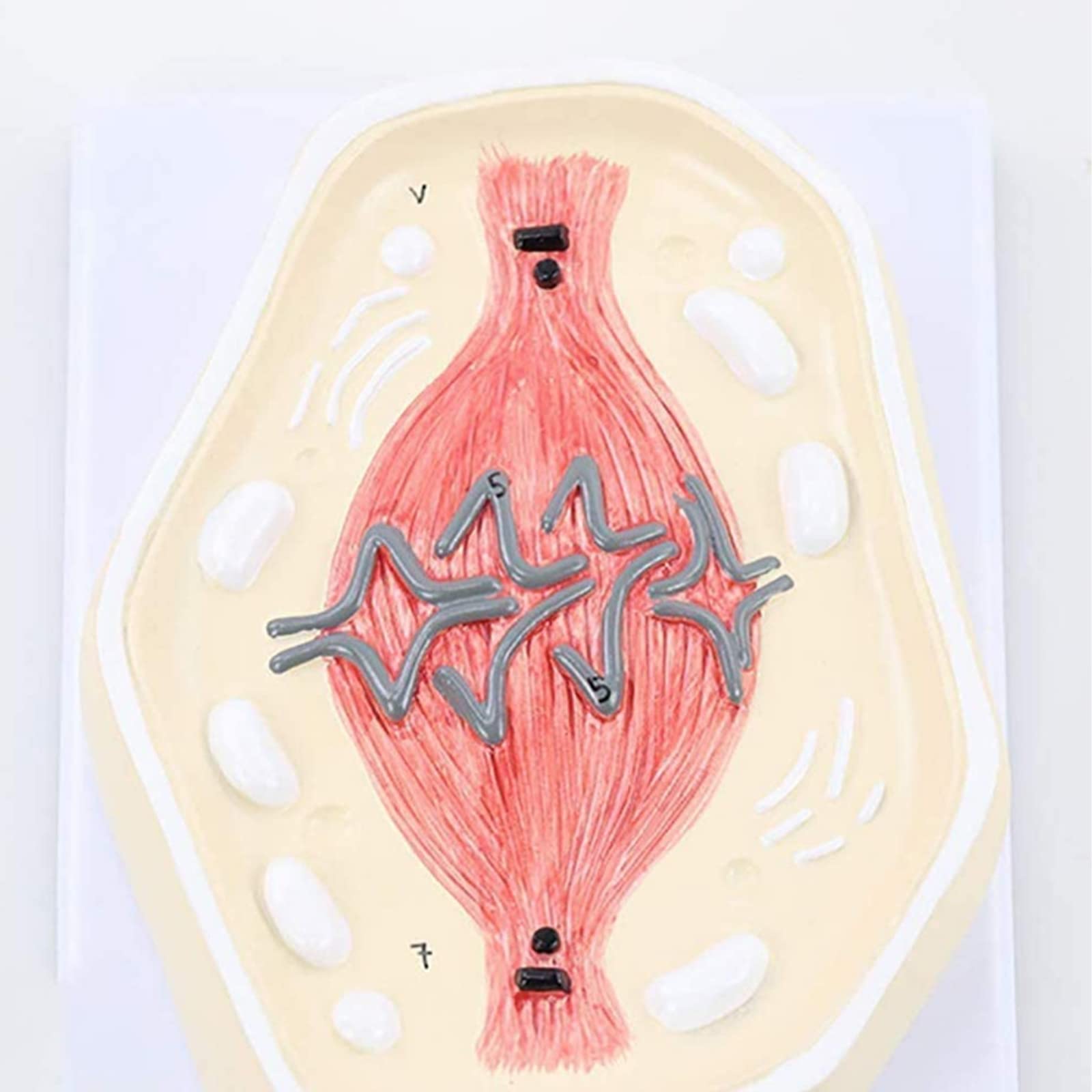 Pośrednie podział chromosomu model anatomiczny komórek Model Ręcznie robione odporne na korozję lekkie medyczne szkolenie edukacyjne narzędzie pomocy Modele medyczne Materiały edukacyjne