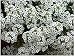 David's Garden Seeds Flower Alyssum Sweet Alyssum SL1932 (White) 500 Open Pollinated Seeds