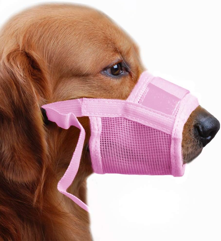 How To Stop Dog From Scavenging