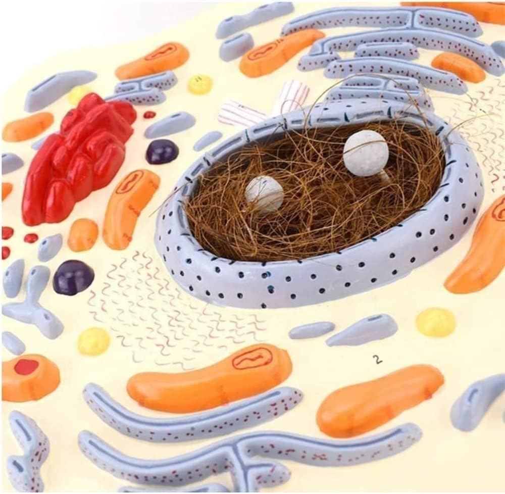 Tierzell-Anatomie-Modell, 20000-fache Vergrößerung, inklusive Mitochondrien, biologische Zellstruktur für Klassenzimmer & Labor-Lernen, Lernmodell