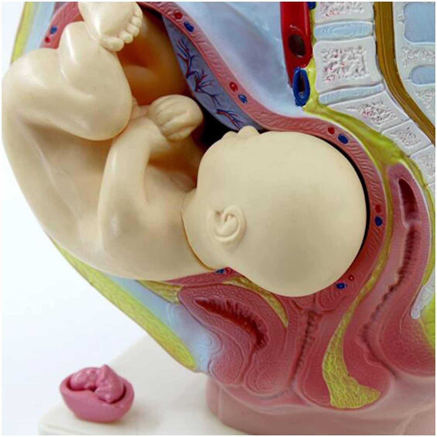 Anatomisch model van de baarmoeder met foetus 40 weken - - A. Vos en Zoons B.V