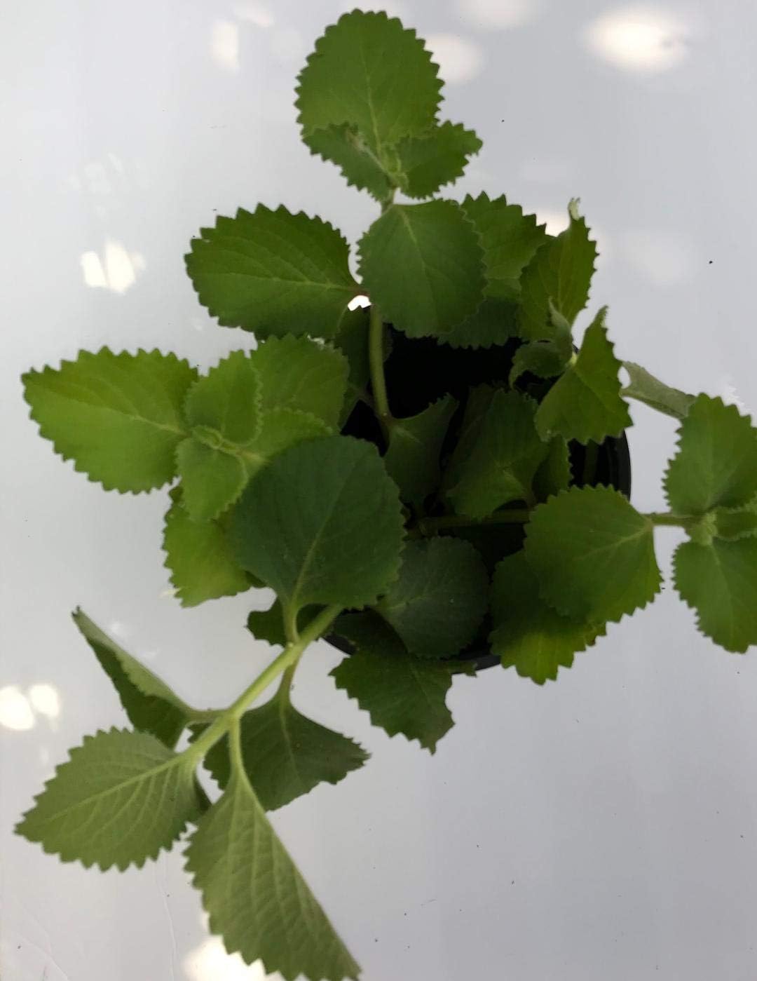 Cuban Oregano, (5 Live Plant) Indian Borage, Mexican Mint, Spanish Thyme