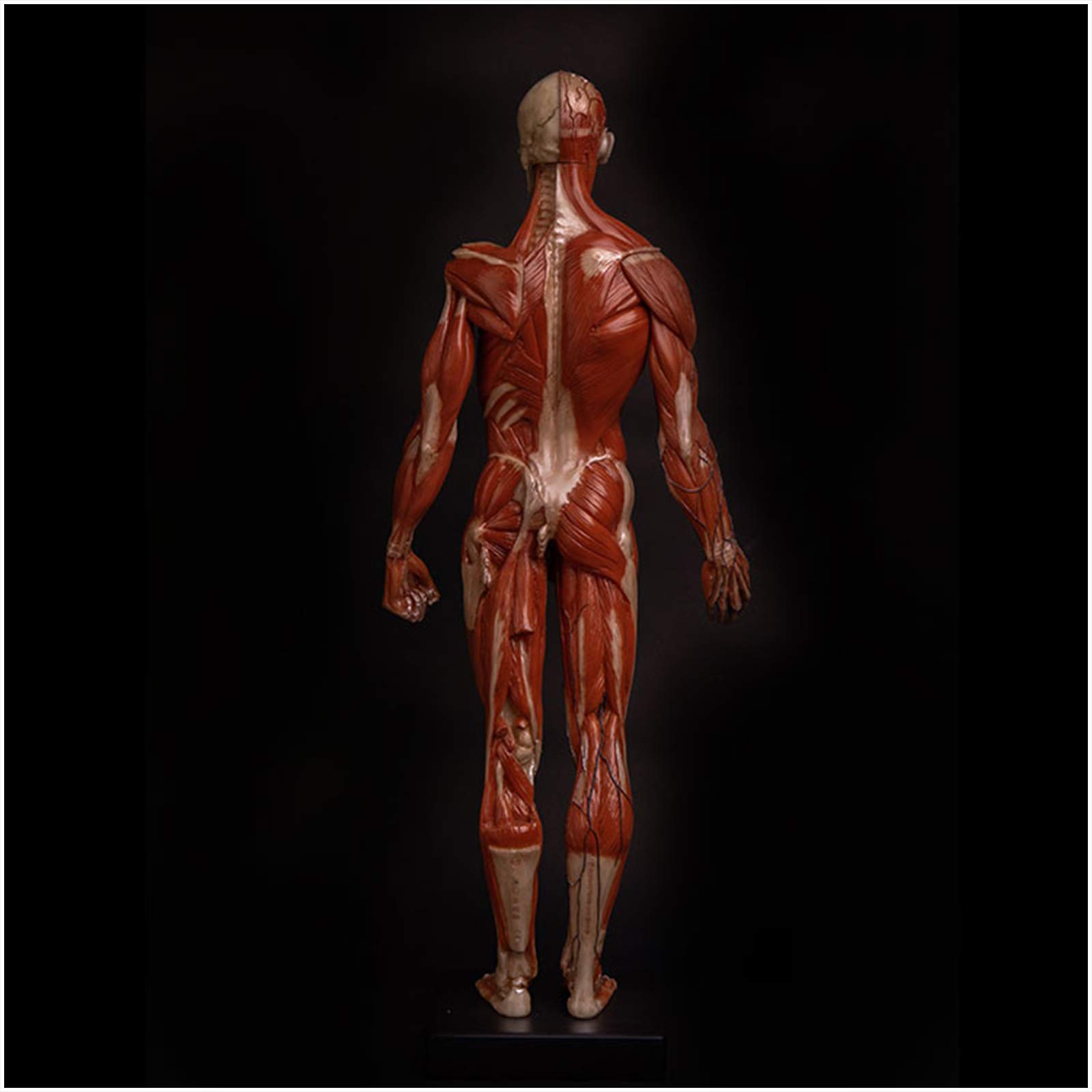 Modèle de Figure d'anatomie Humaine - Modèle de Peinture de Figure d'anatomie Masculine de 23,6 Pouces - Modèle Anatomique Humain d'os et de Peau - pour l'étude du Dessin d'artiste médical, A