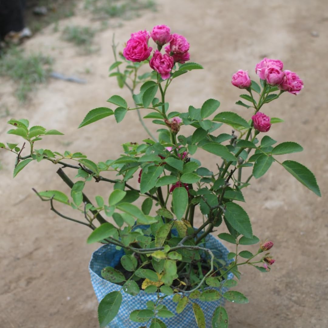 ecoroot | English Rose Dach Ya Battan Rose Plant Rose Healthy Live Plant