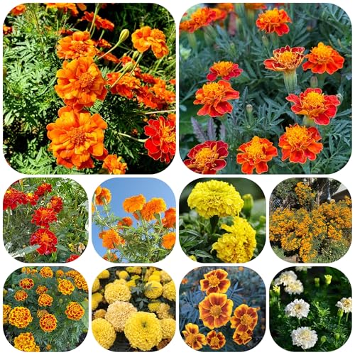 semillas de caléndula tagetes orgánicas de comprar caléndula resistentes al aire libre para balcón silvestres 600pcs