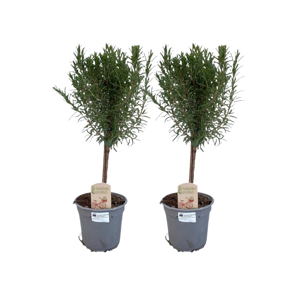 Rozmaryn na pniu – 2 rośliny – Rosmarinus officinalis – Ø 14 cm – wysokość ok. 45 cm – śródziemnomorskie łodygi ziół – pachnące i łatwe w pielęgnacji, na balkon, taras i do kuchni
