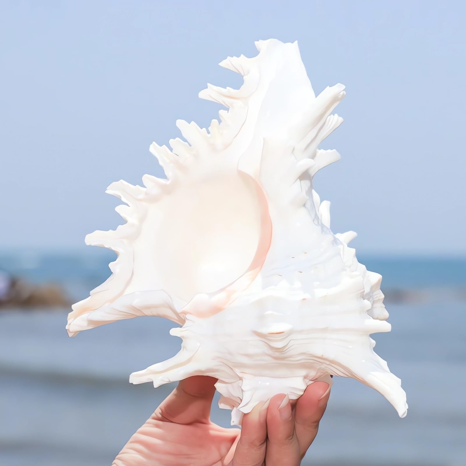 YZHZOM 14,9 cm - 16,3 cm, grande conchiglia naturale per acquari, decorazione per la casa, artigianato fai da te