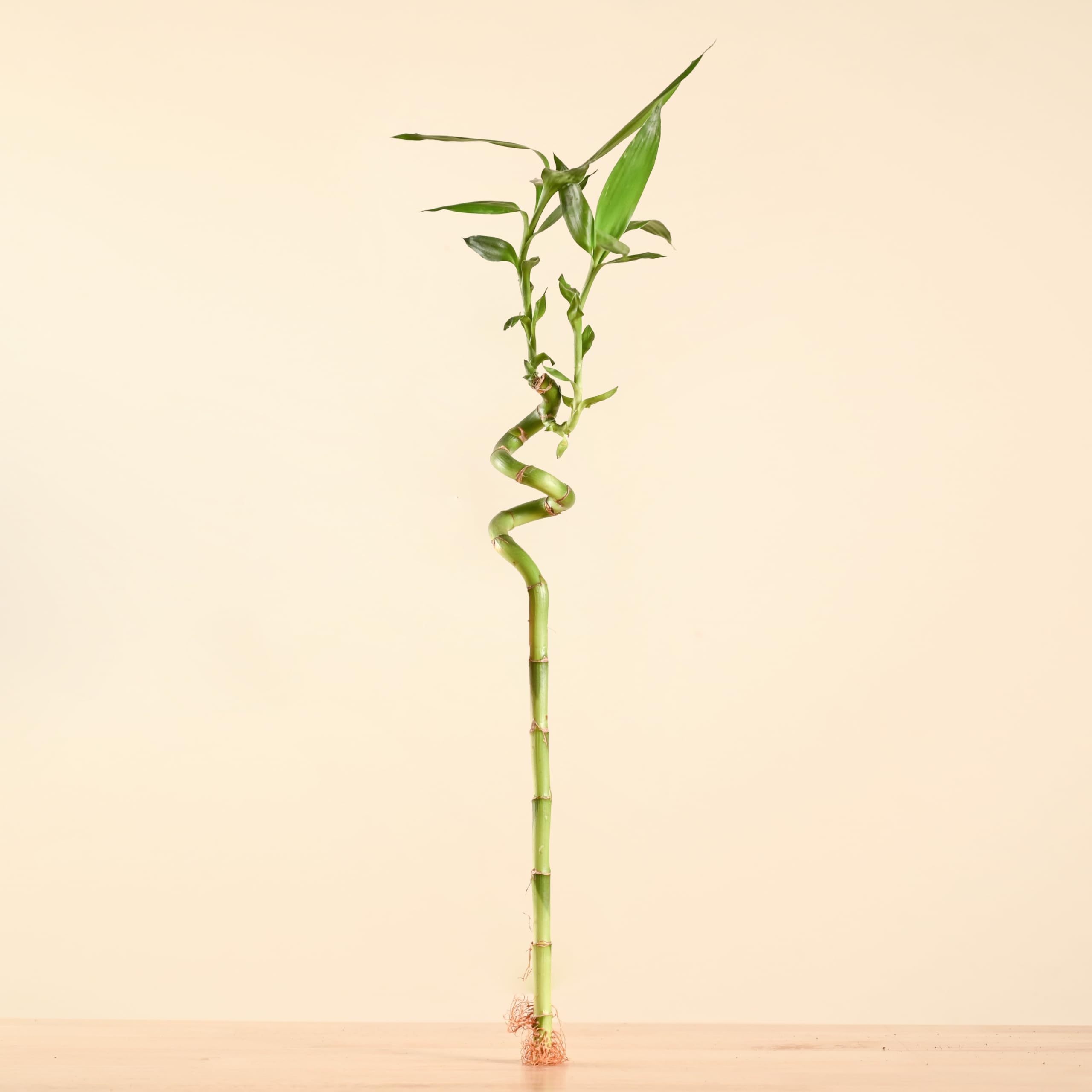 Ugaoo Lucky Bamboo Stick Indoor Plant | Live Bamboo Plant for Home, Office Desk, Balcony & Table Decor - Pack of 1