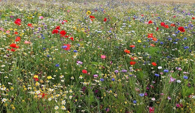 Wild Flower Seeds Ireland Best Seeds for Bees and Butterflies 100% Wildflower Seeds Meadow Garden (1kg)