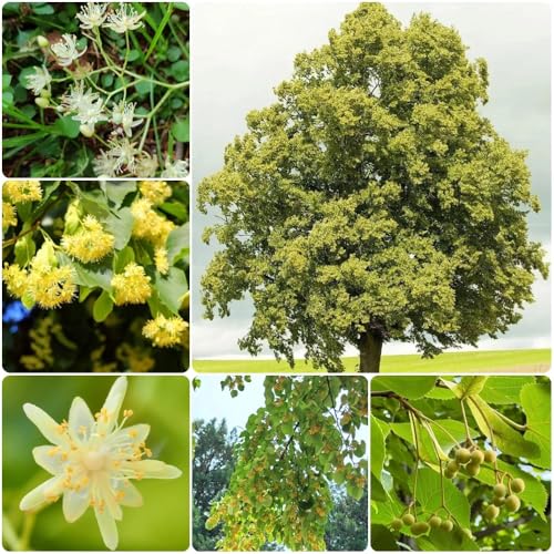 Semillas de tilo - Tilia tuan, plantando un arbol plantas de balcon comprar semillas de arboles semillas exóticas semillas de plantas semillas de arboles bonsai regalos para amantes de 60pcs