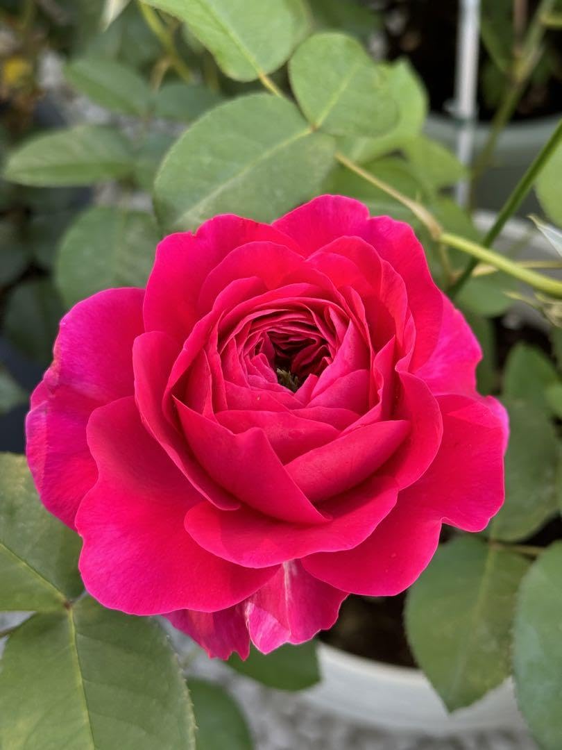 切り花品種バラ苗 レアバラ ベティ様専用」切り花品種バラ苗 レアバラ