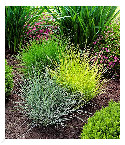 BALDUR Garten Gräser-Trio 3 Pflanzen Ziergräser Festuca glauca Elijah Blue, Festuca gautieri, Milium effusum Aureum, winterharte Stauden, trockenresistent, mehrjährig, blühend