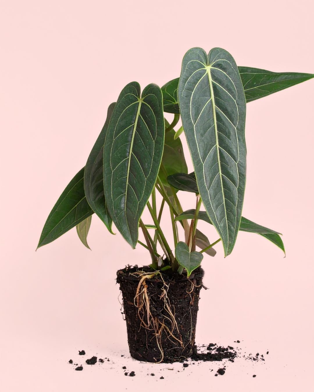 Anthurium Warocqueanum | Plantas Naturales Interior | Pur Plant