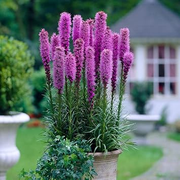 Eden Brothers Gayfeather/Blazing Star Seeds