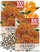 Seed Needs, Butterfly Milkweed Seeds For Planting (Asclepias tuberosa) Twin Pack of 100 Seeds Each
