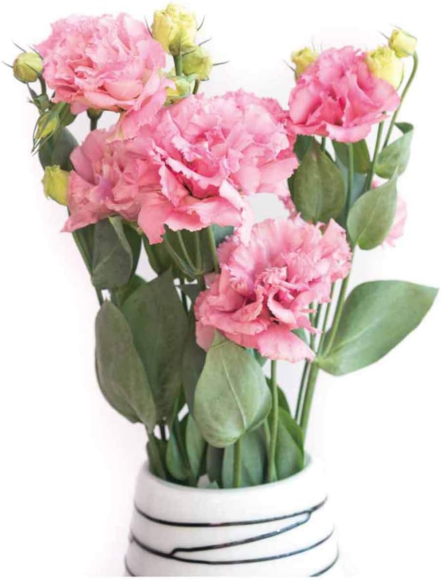 Lisianthus Seeds 50Pcs,Eustoma Fllower Seeds Plants Perennial Flowering Plants Balcony Potted Flowers Seeds … (Pink Lisianthus Seeds)