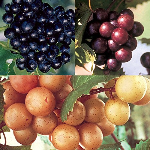 Ison's 100% Muscadine Red Grape Juice image 4