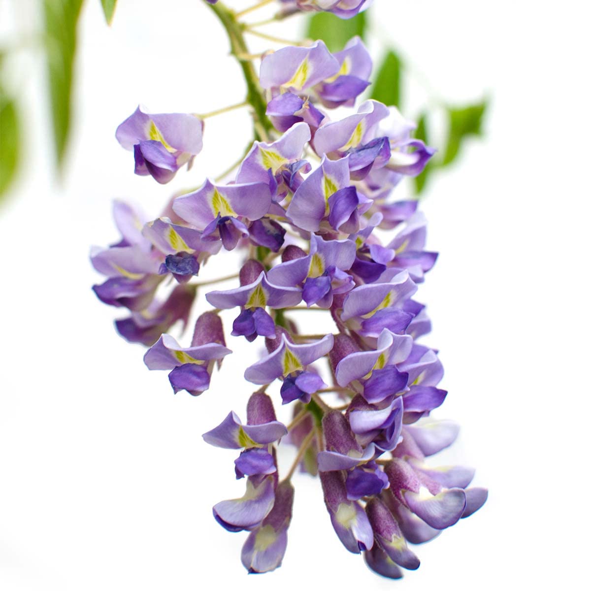 Bloomique - Lot de 2 - Wisteria sinensis 'Prolific' - Glycine bleue - Plantes grimpantes - Plantes de jardin - Rustiques - Hauteur 50-70 cm - Pot 15 cm