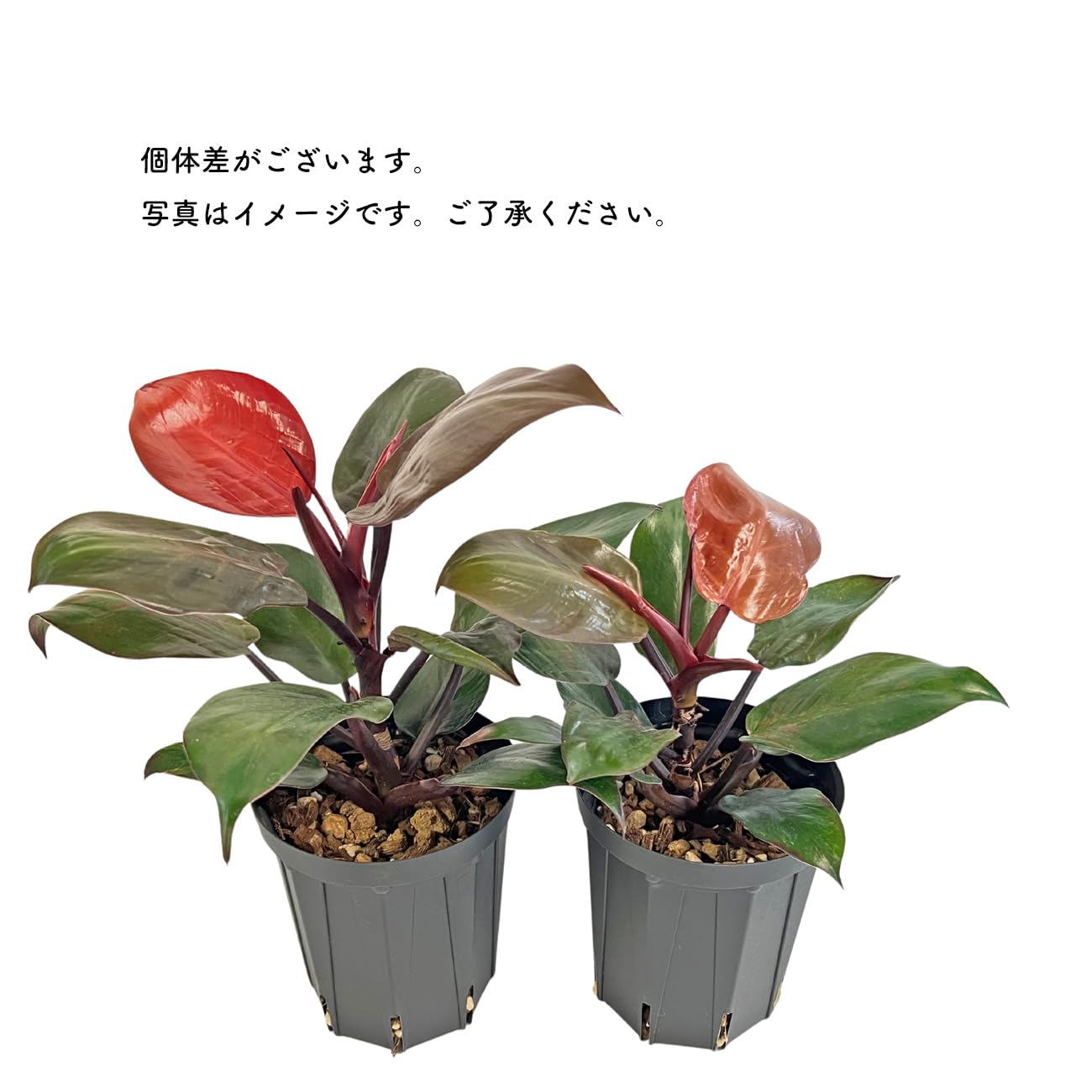 Amazon｜フィロデンドロン レッドムーン 4号 赤葉 希少種 レア