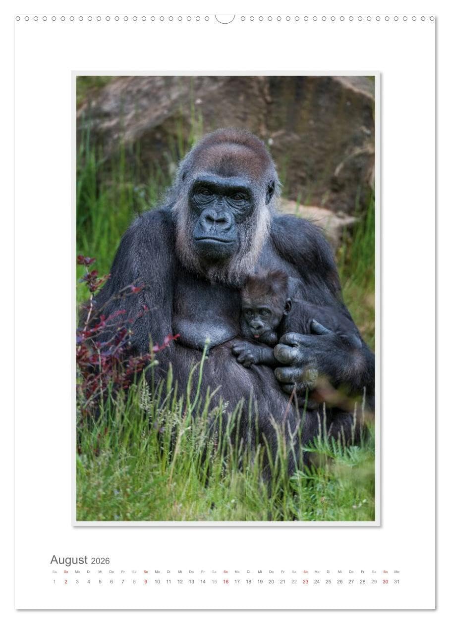 Emotionale Momente: Aus dem Leben der Familie Gorilla. (hochwertiger Premium Wandkalender 2026 DIN A2 hoch), Kunstdruck in Hochglanz: Zauberhafte ... von Ingo Gerlach GDT. (CALVENDO Tiere)