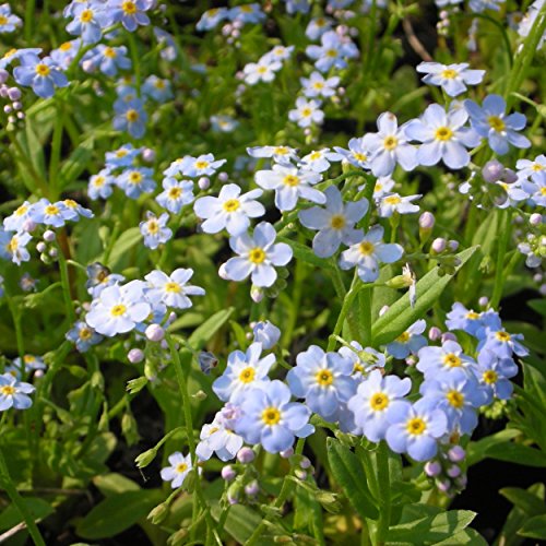 Blumixx Stauden Myosotis palustris - Sumpf-Vergissmeinnicht, im 0,5...