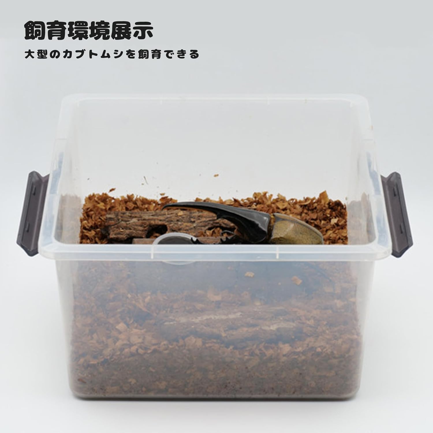 Amazon | 29*29*17CM大きいクワガタカブトムシプロのケース 産卵用