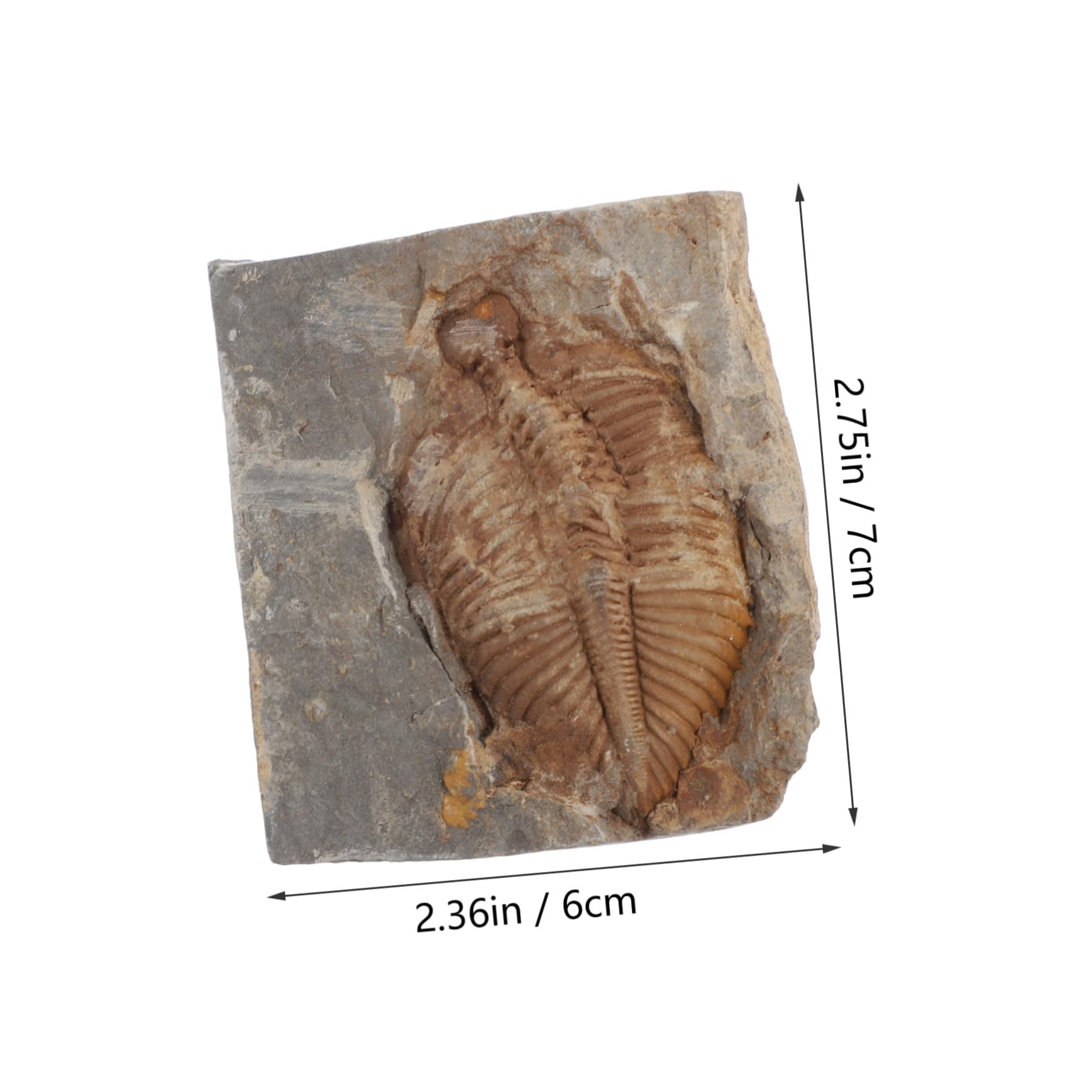 Fossile Trilobite Autentico Specimen di Paleontologia per Ragazzo Ragazza e Adolescenti, Giocattolo Educativo e Decorazione da Scrivania per Ufficio o Dormitorio