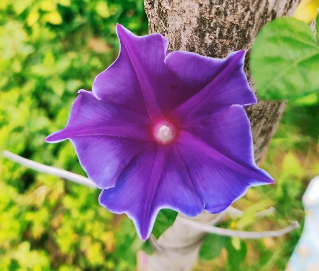 Vinca Art Morning Glory Blue Kikyozaki Picotee/Ipmoea/Vining