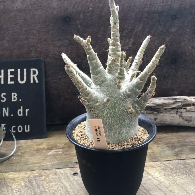 Amazon｜アデニウム アラビカム 塊根植物 蛸足 観葉植物｜観葉植物