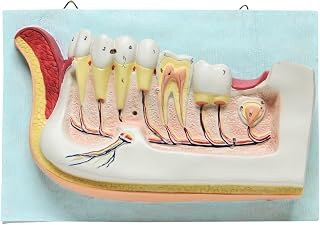 Dental Teeth Oral Anatomy Physiology Teaching Wall Mounted Decoration Vintage Retro Model