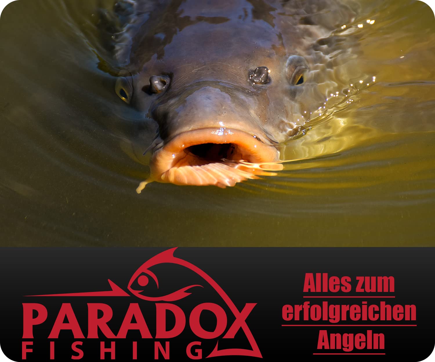 Paradox Fishing Set de 8 plombs pour carpes - 2X 56g/71g/85g/99g I Plombs pour carpes Plombs de Fond pour la pêche de la Carpe - Matériel de pêche Carpe