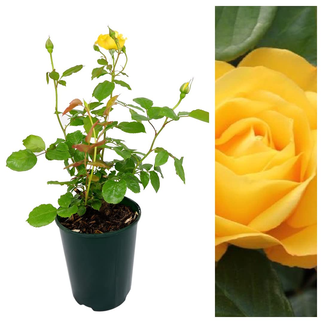 Rose Bush Arthur Bell - Floribunda Rose Bush for The Garden in a 3Litre Pot