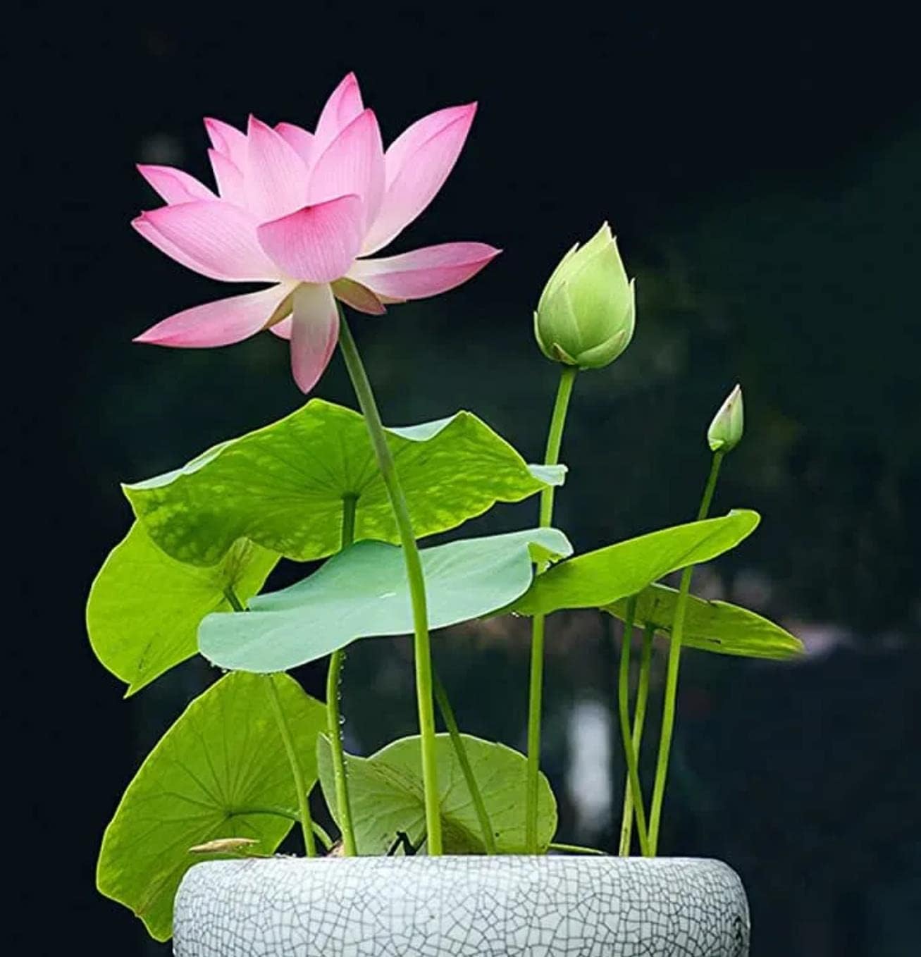 (20 Seeds) Bonsai Bowl Lotus Seeds, Water Lily Flower Plant Seeds