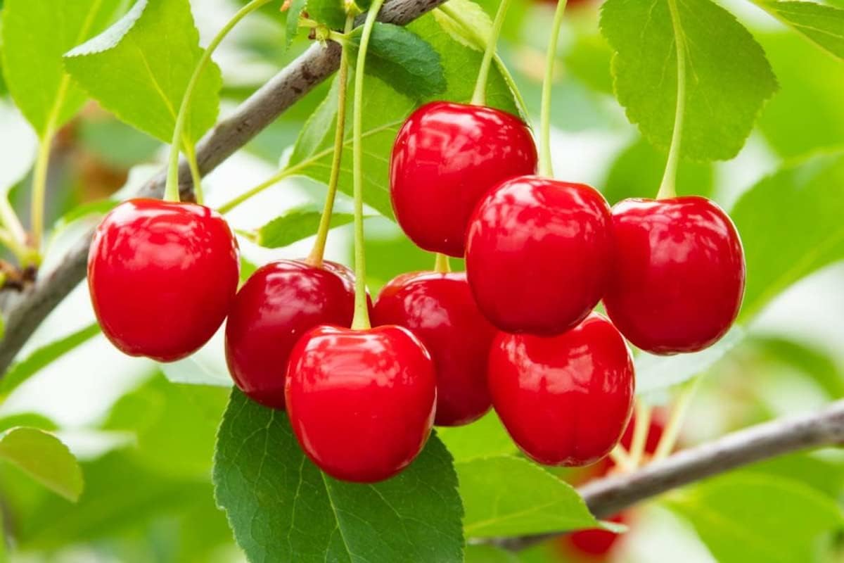 Dwarf Cherry Tree Live Plant 4 to 5 Feet Height, North