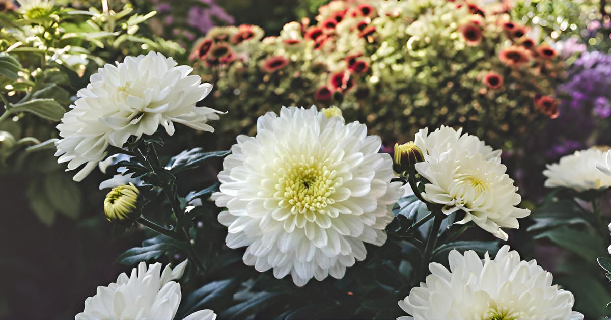 SRI SAI FORESTRY White Chrysanthemum Flower Seeds for Home Garden Terrace Apartments Balcony Pack of 100 Seed