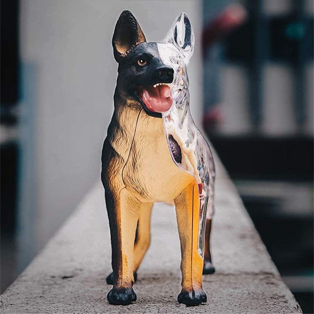 4D Hund Tiermodell der Organ Skelett Anatomie, Biologie Anatomische 29 Abnehmbare Connection Auf Spielzeug Education,Dog Animal Model