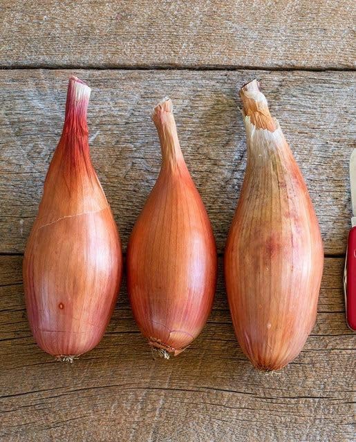 Oakwood Farms® Onions vegetables seeds for Home Gardening pack of 100 seeds (SHALLOT ONION)