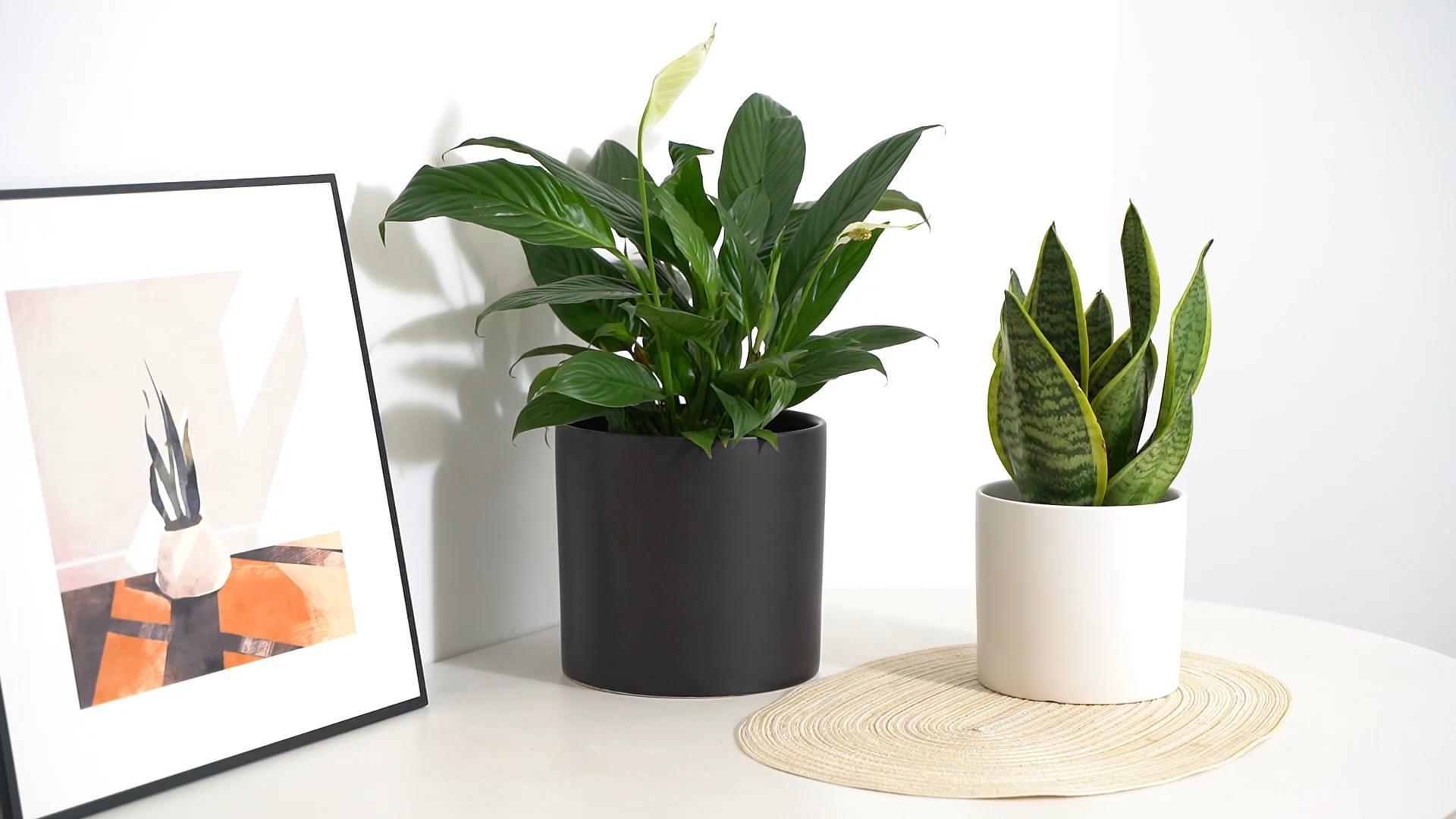 Amazon.com: JJF Plant Pots, 8 Inch Ceramic Planters for Indoor