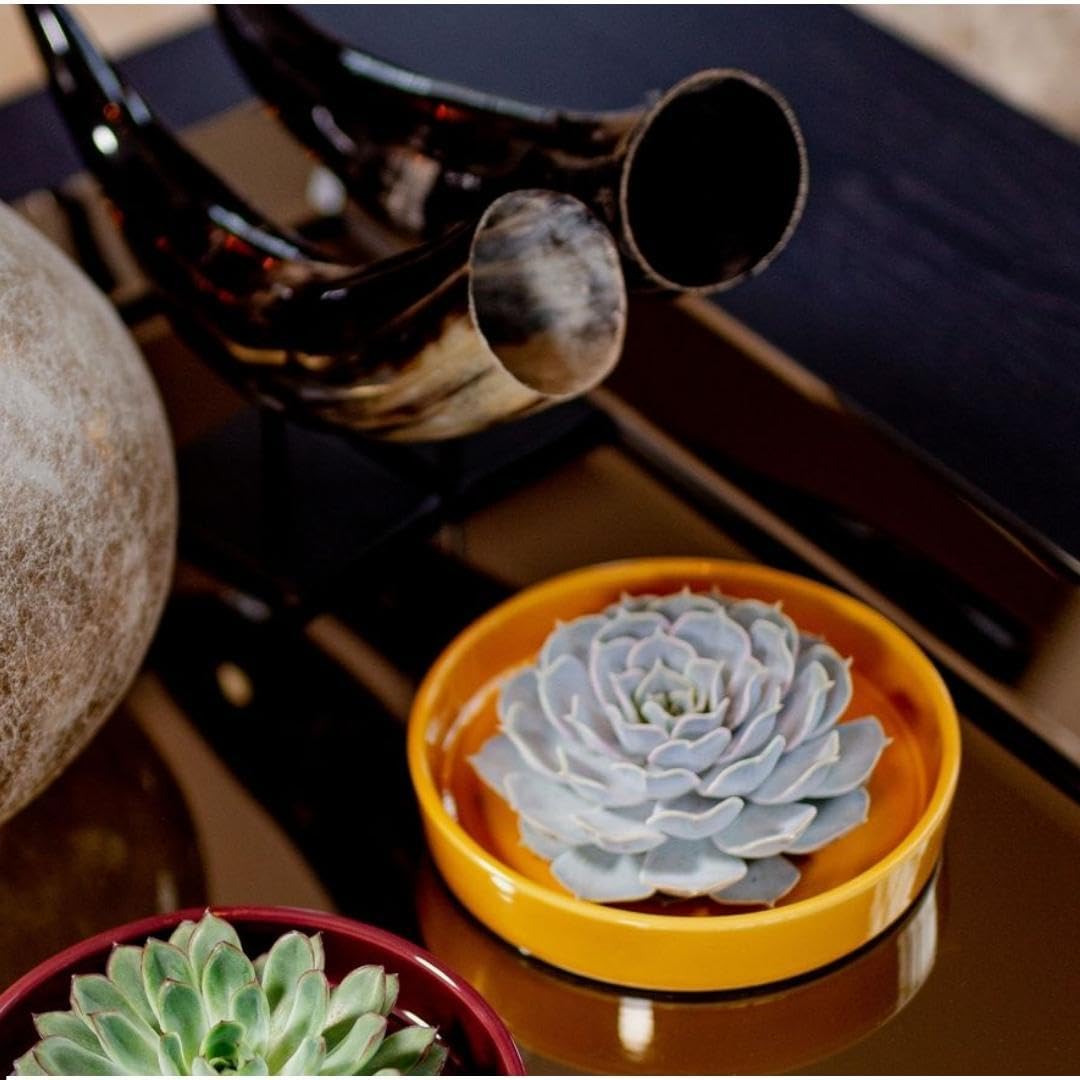 Echeveria Pulidonis Sukkulente mit Keramikschale, Deko, Gelb, Set Ø20 cm