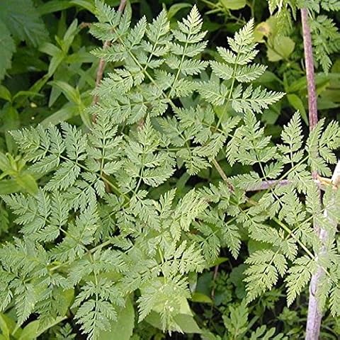 Palm Beach Medicinal Herbs - Poison Hemlock Seeds (Conium maculatum) Packet of 30 Seeds Cover