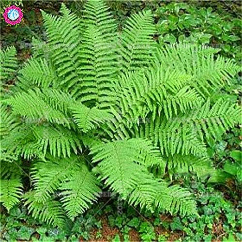 Amazon Co Jp 100本の虹のシダの実草の草の草家庭用庭の供給のためのエキゾチックな花を植える混合色の葉の盆栽 1 ホーム キッチン