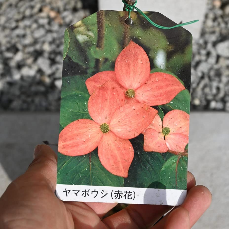 Amazon.co.jp: ヤマボウシ苗 赤花 ヤマボウシサトミ : DIY・工具・ガーデン