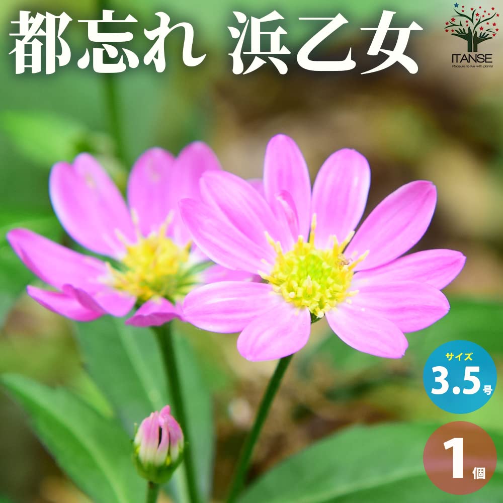 Amazon.co.jp: ITANSE 都忘れ・浜乙女(ミヤコワスレ