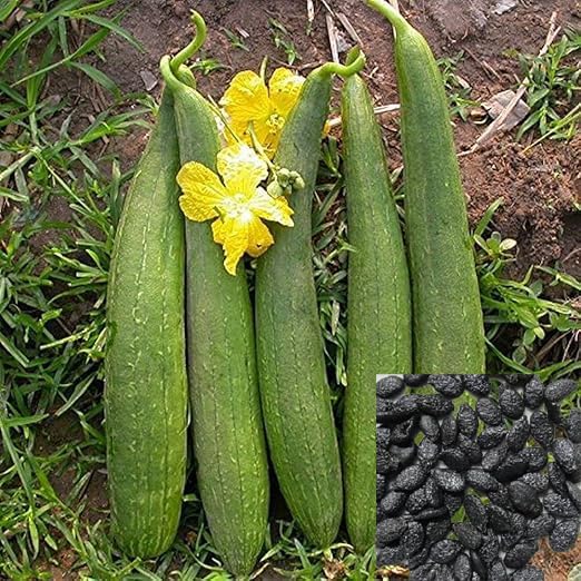 KADAM Ridge Gourd Seeds Taroi,toori Jhigni,nenua seeds sponge Gourd Seeds for Home & Terrace Gardening | Indoor & Outdoor Vegetable Seeds (pack of 50 pcs) (B0D8ST9D2J) Amazon Price History, Amazon Price Tracker
