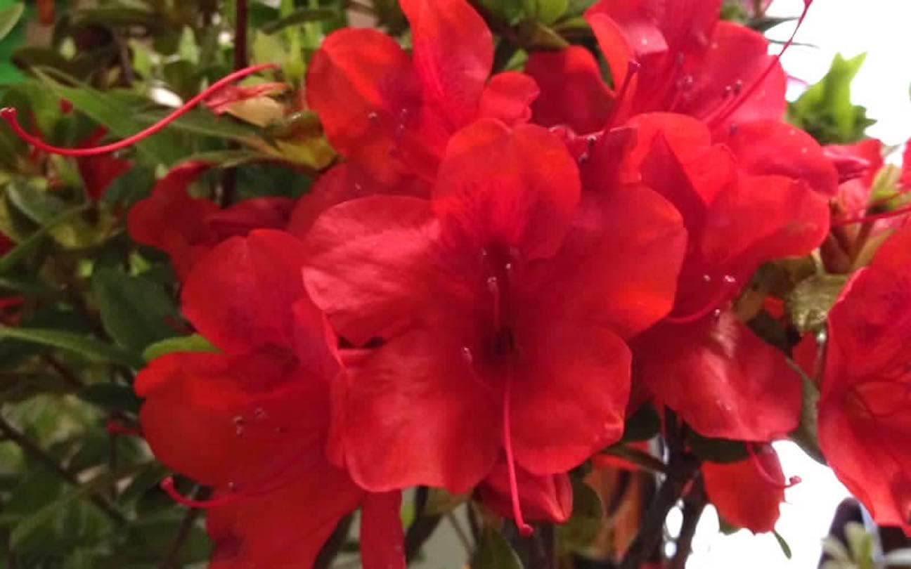 Autumn Bravo Encore Azalea