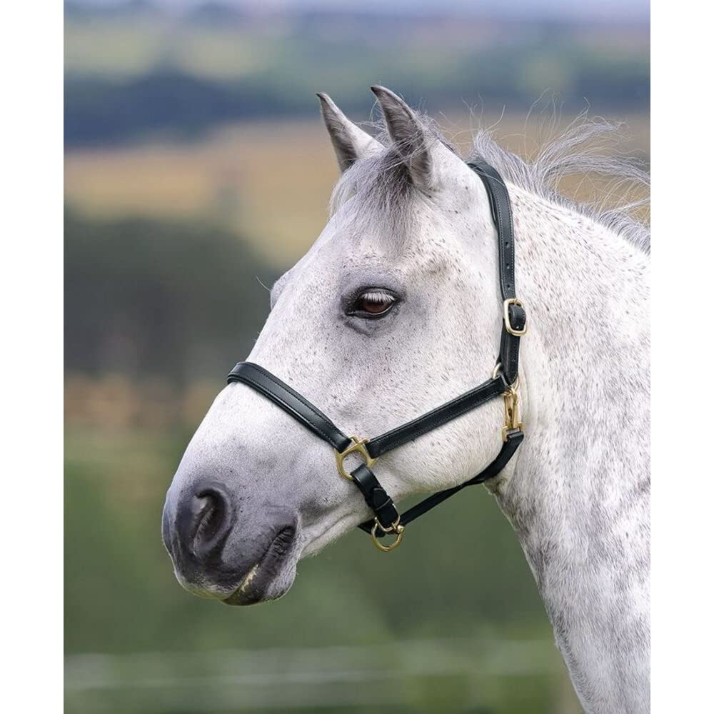 Shires Ragley - Bridas para caballo (piel)